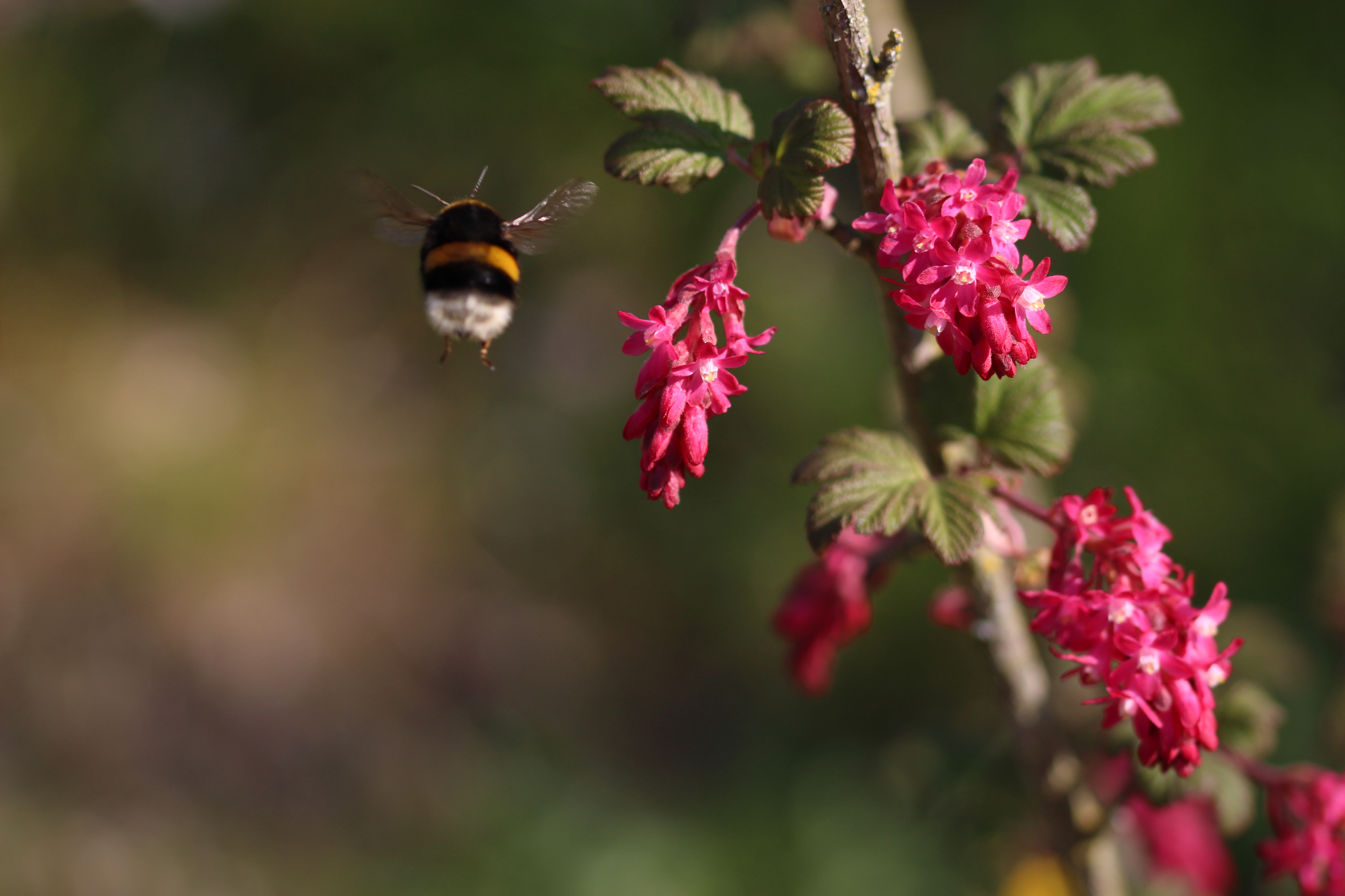 Bumble bee