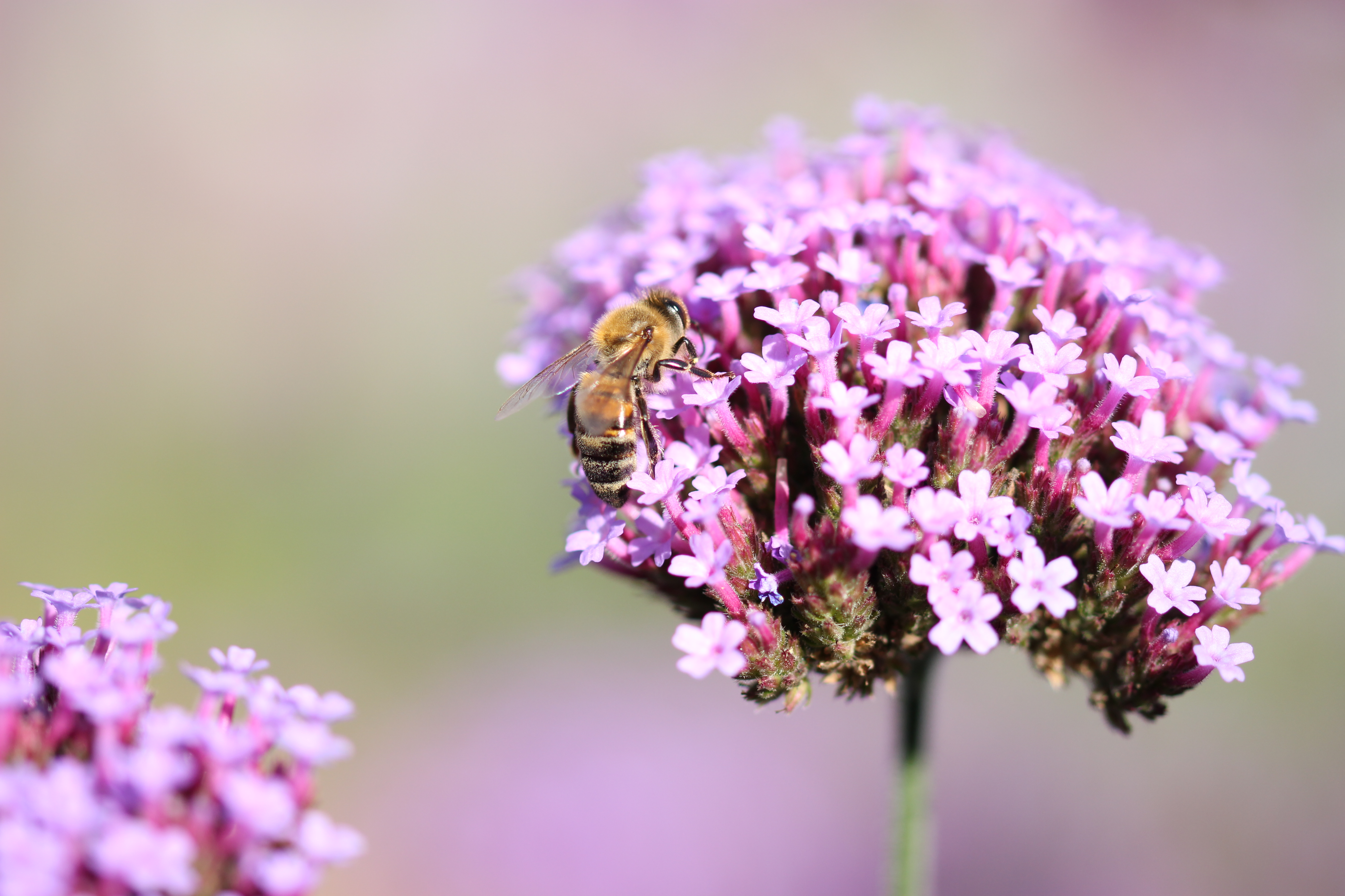 Bee in paradise