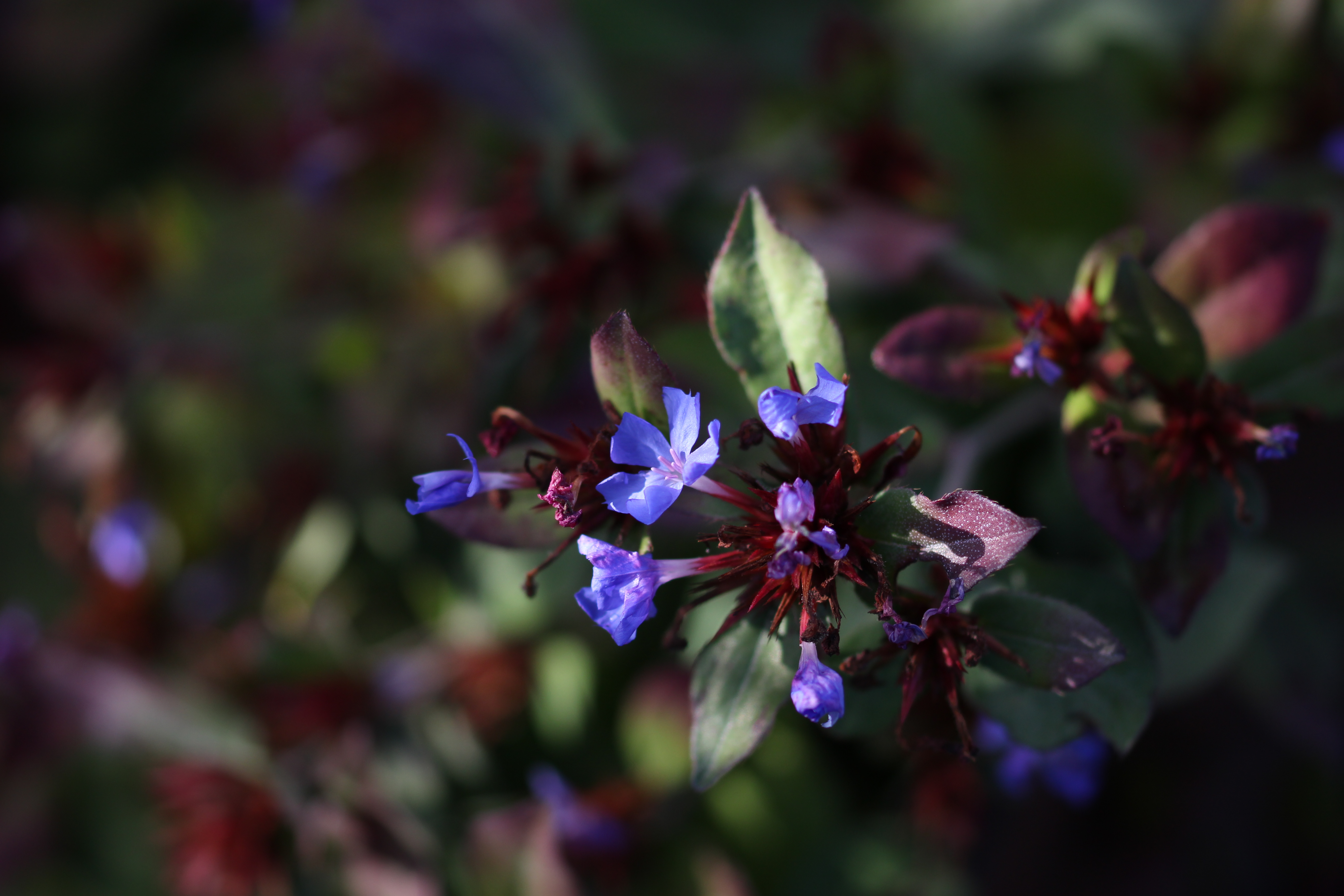 Forest flowers