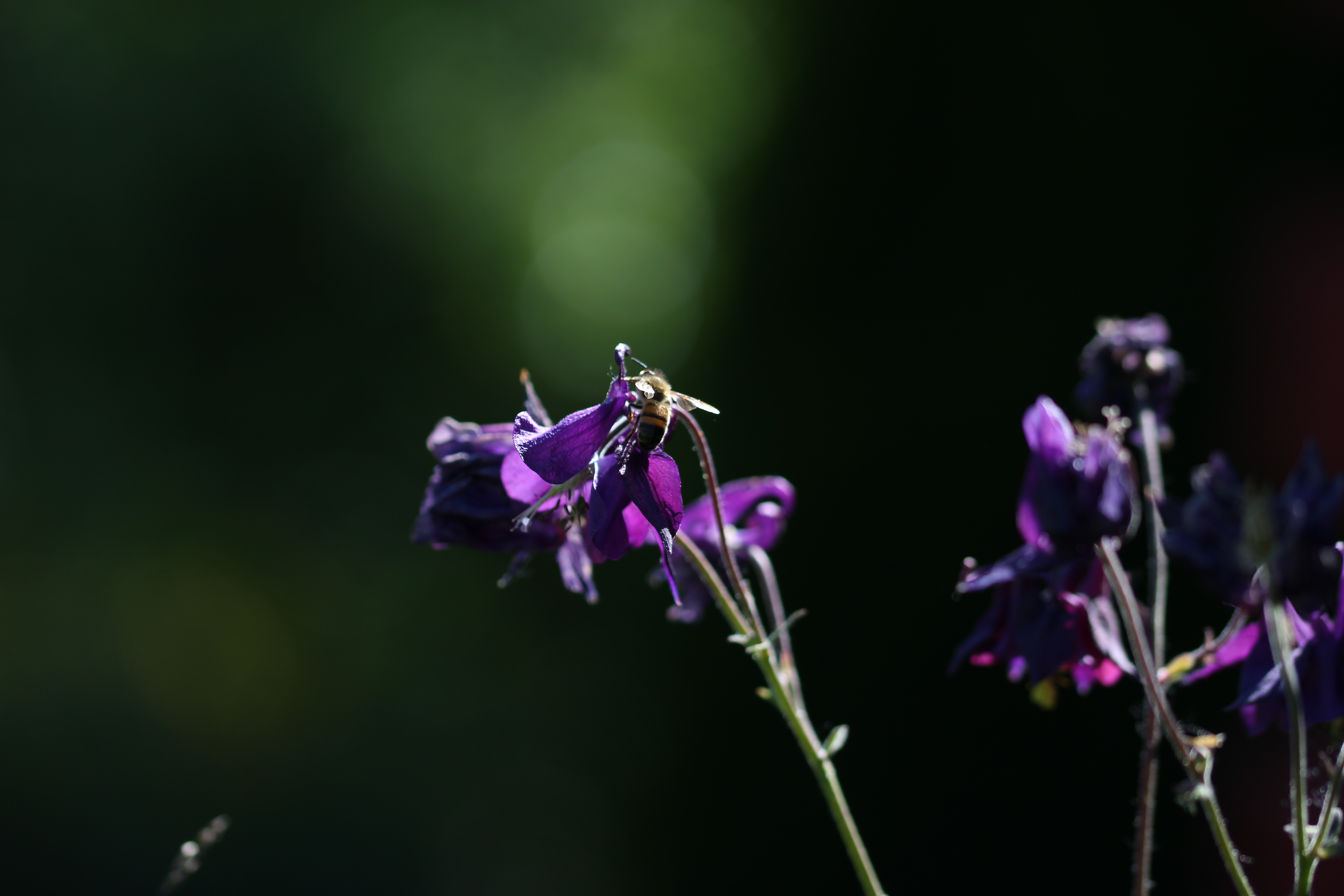 Summer Bee