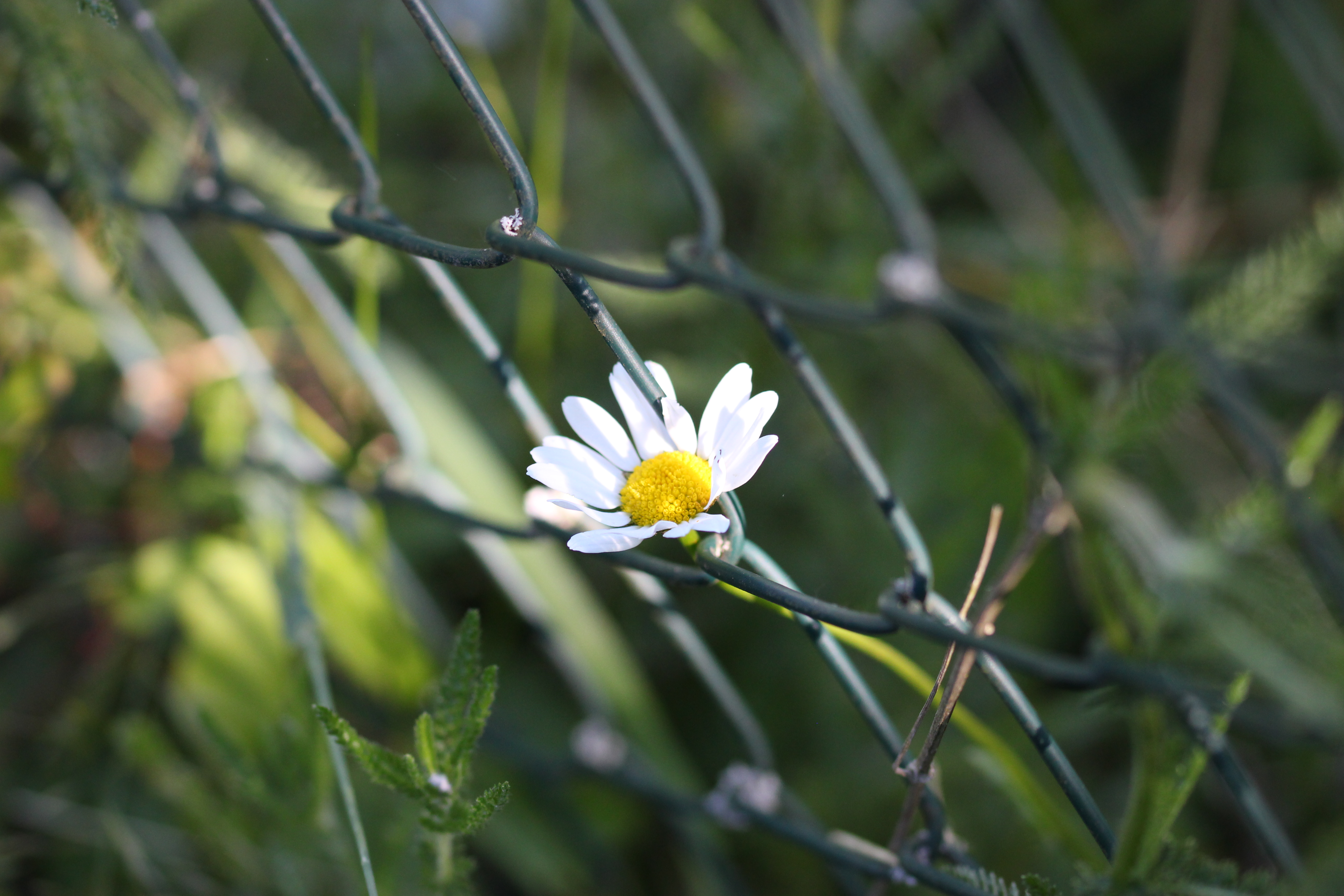 Daisy from the other side