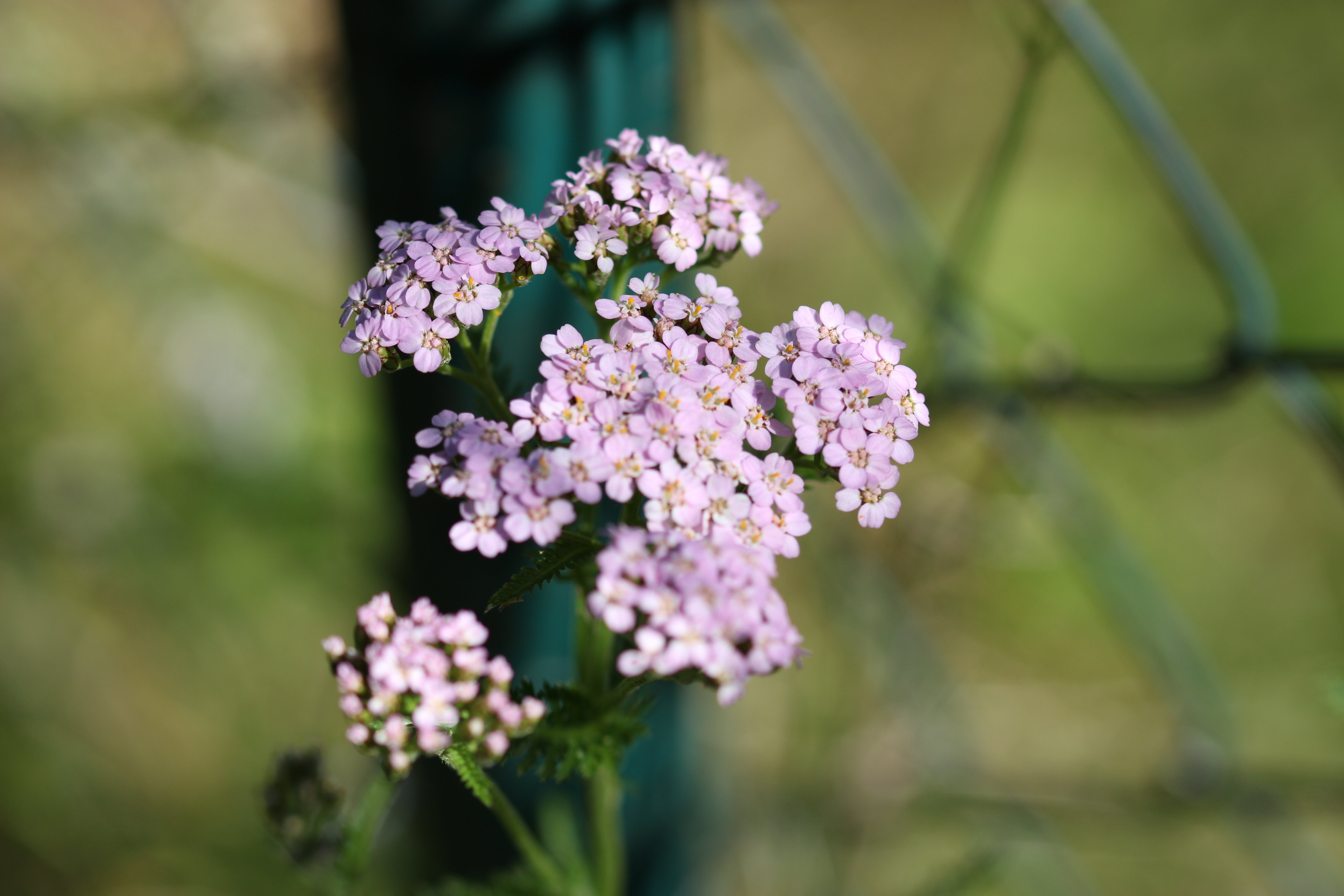 Pinkish flower