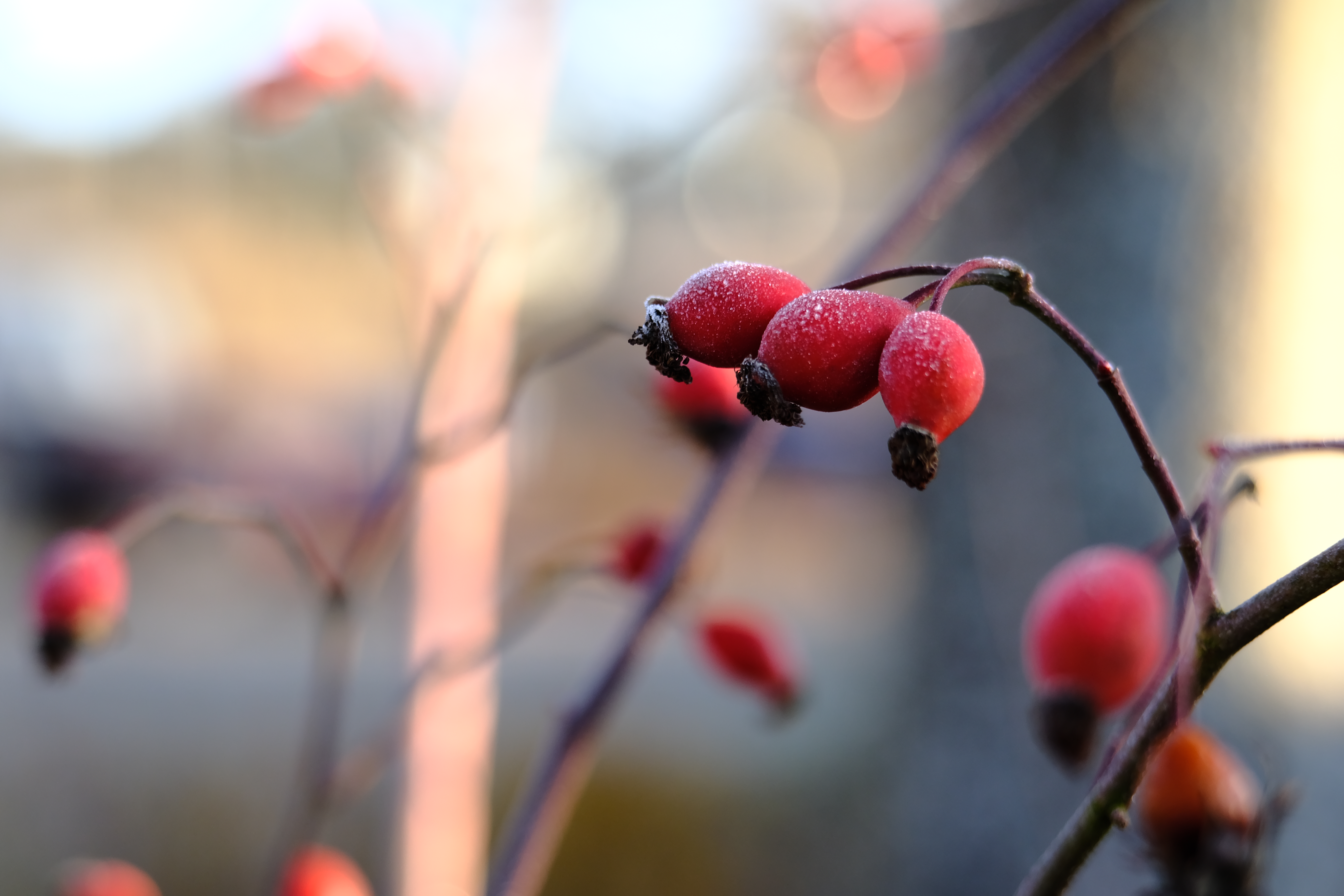 Autumn colors
