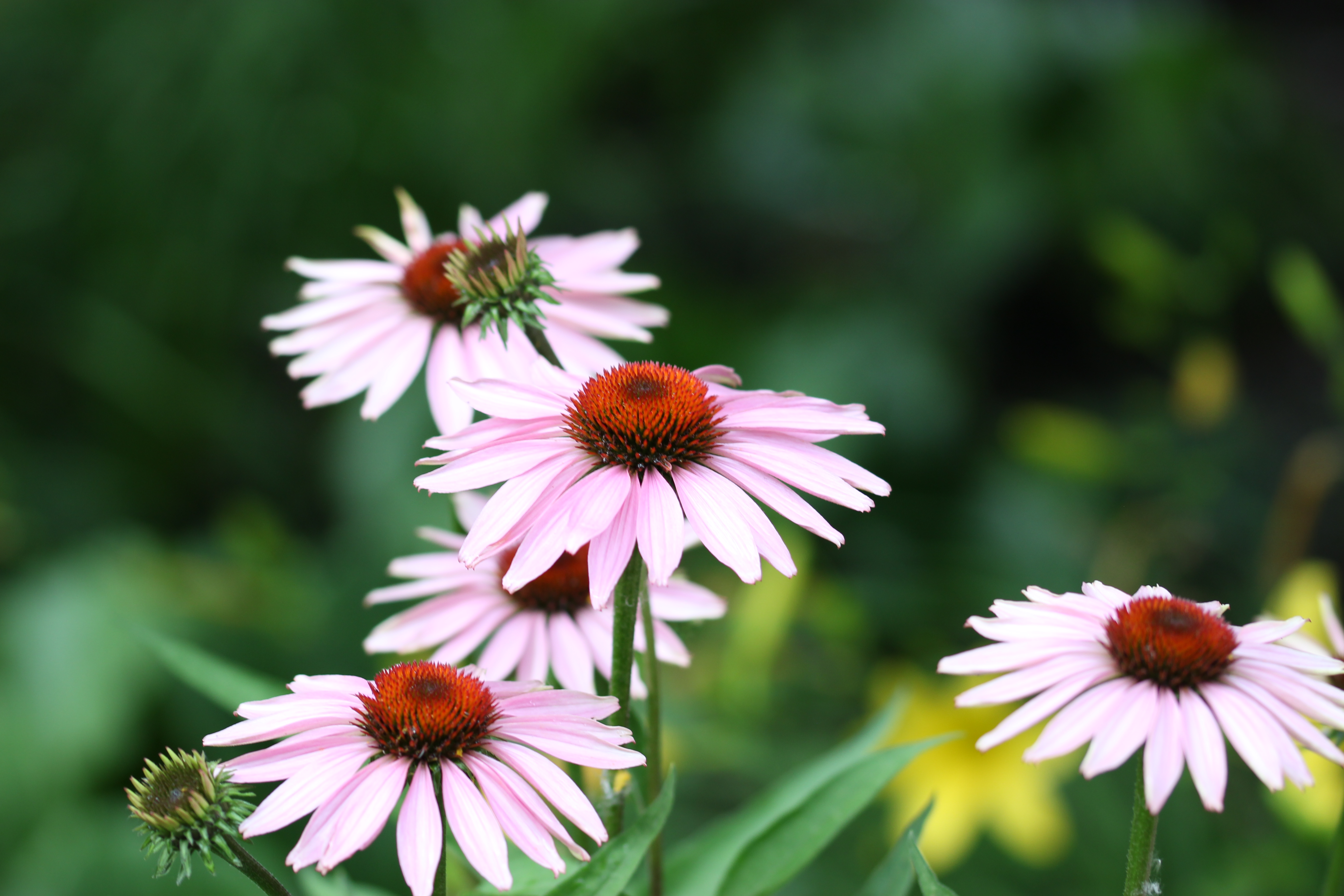 Pink flowers