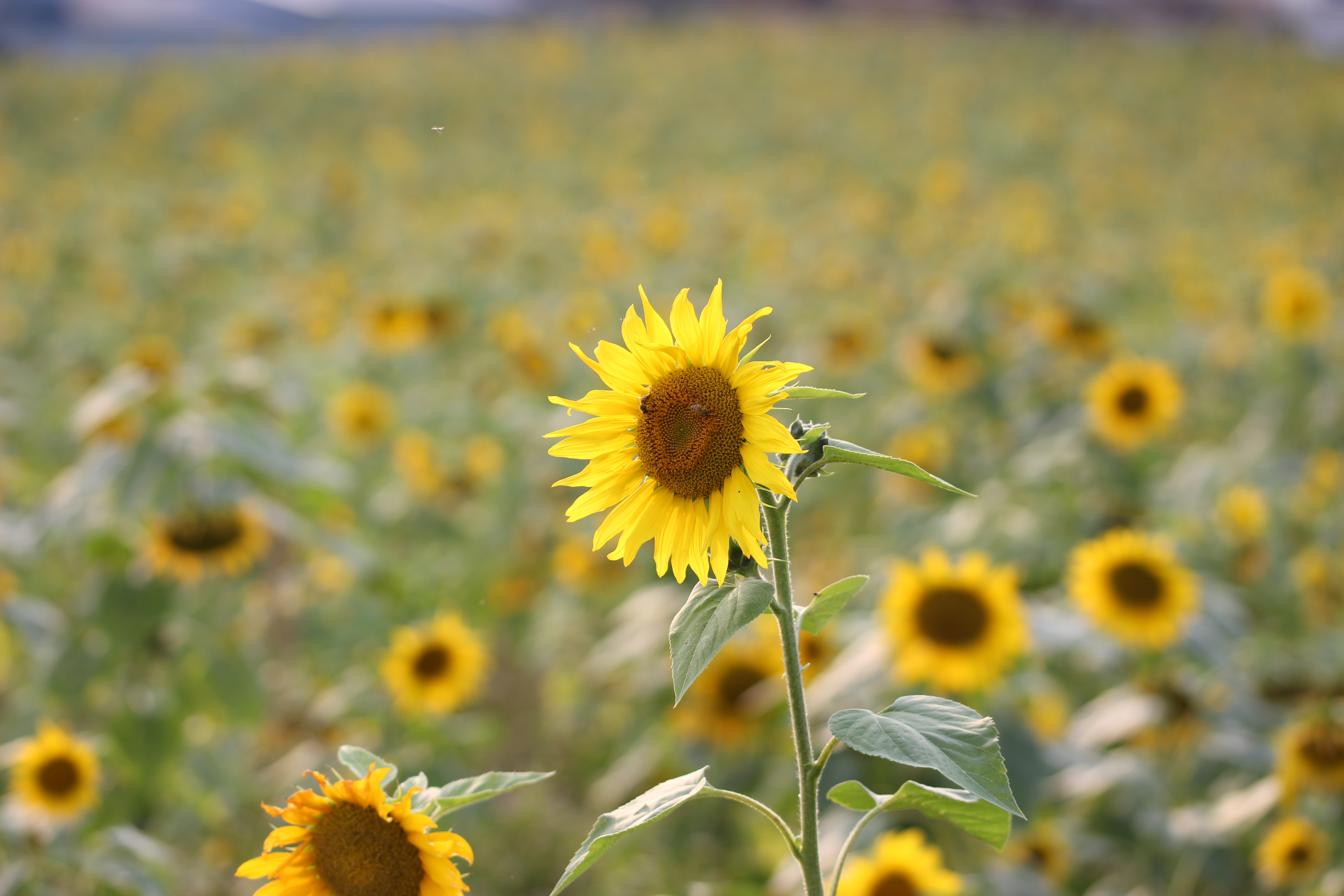 Sunflower smile