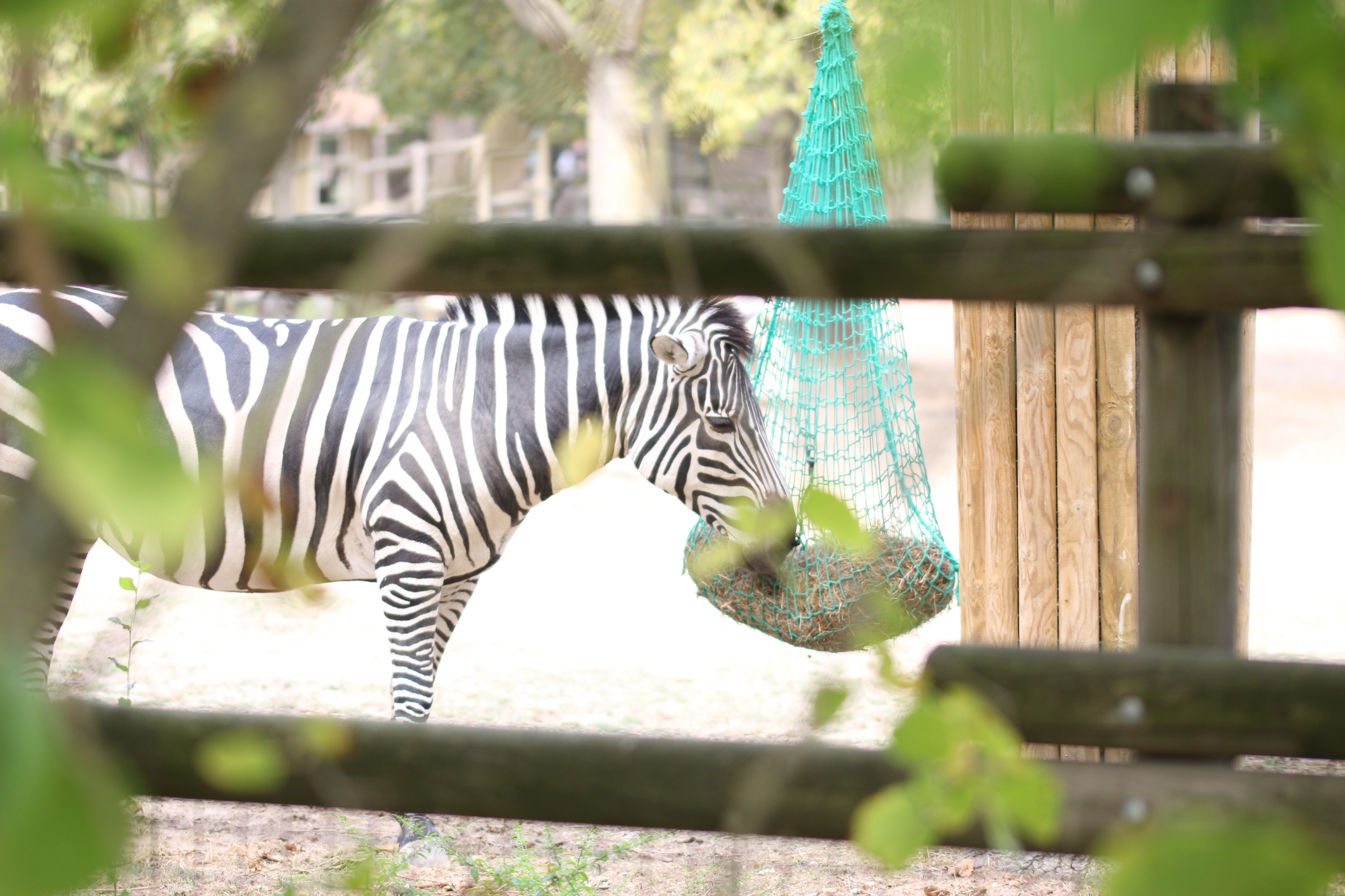Zebra stalking