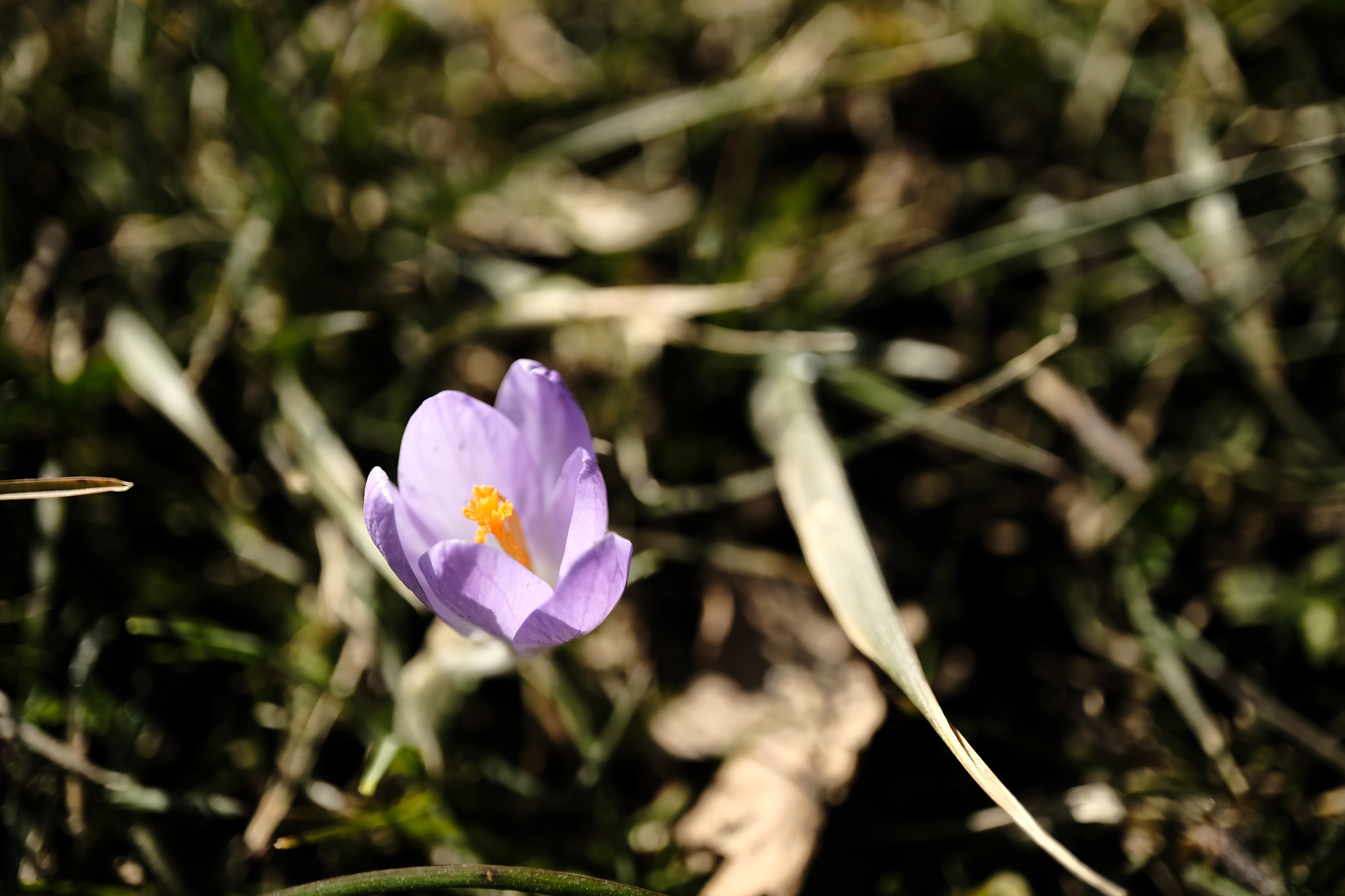 Small purple crocus