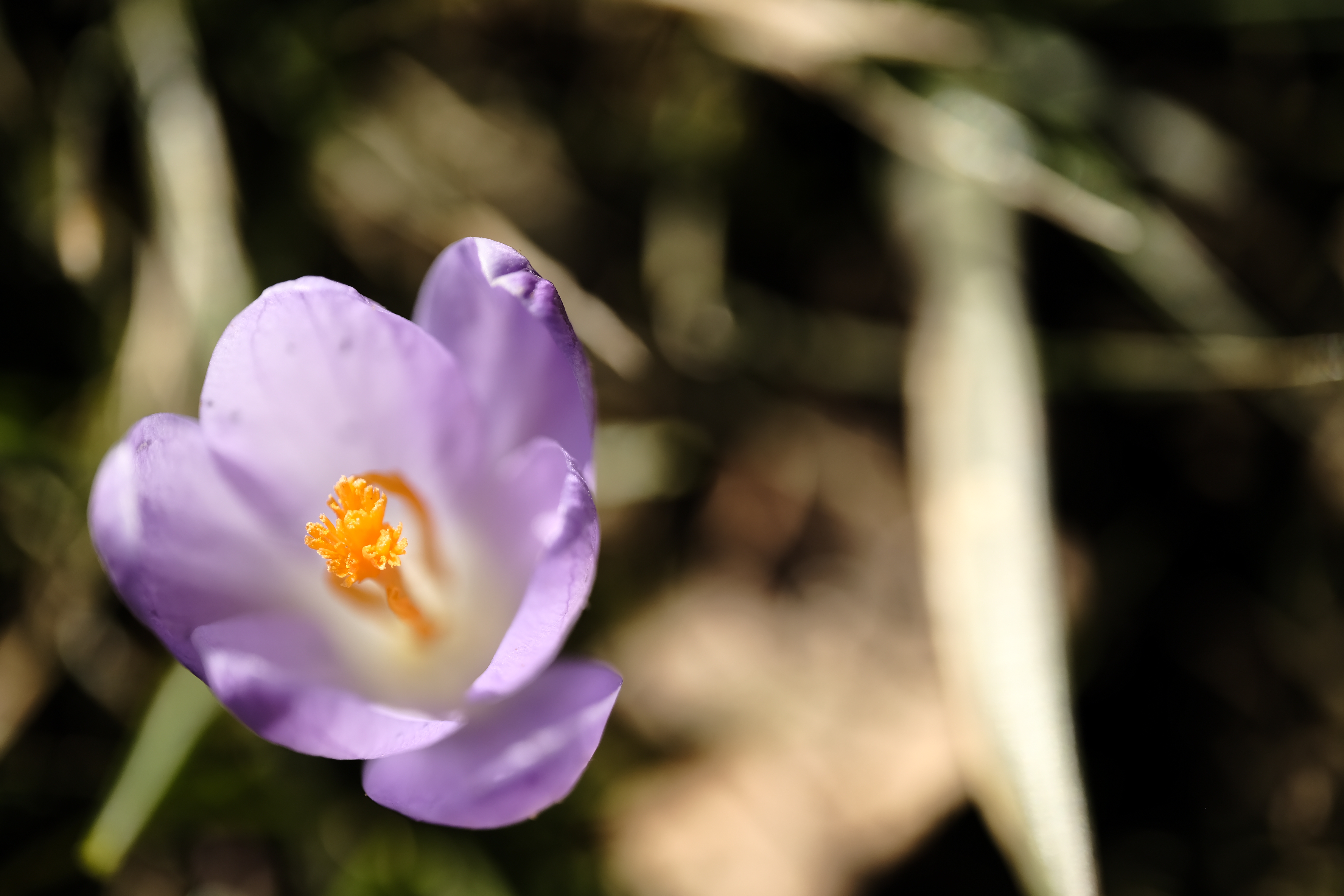 Small purple crocus closer