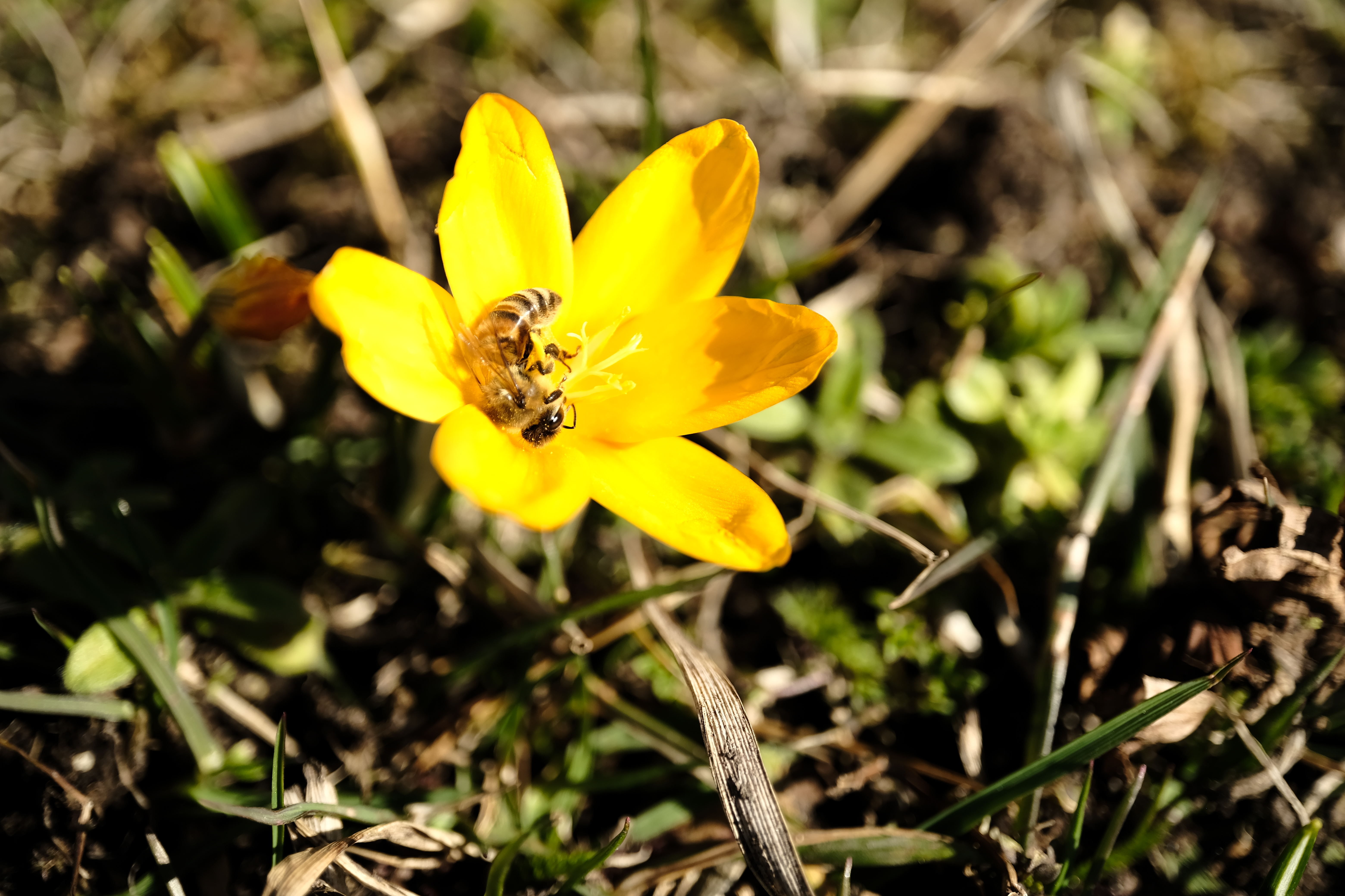 Small yellow crocus