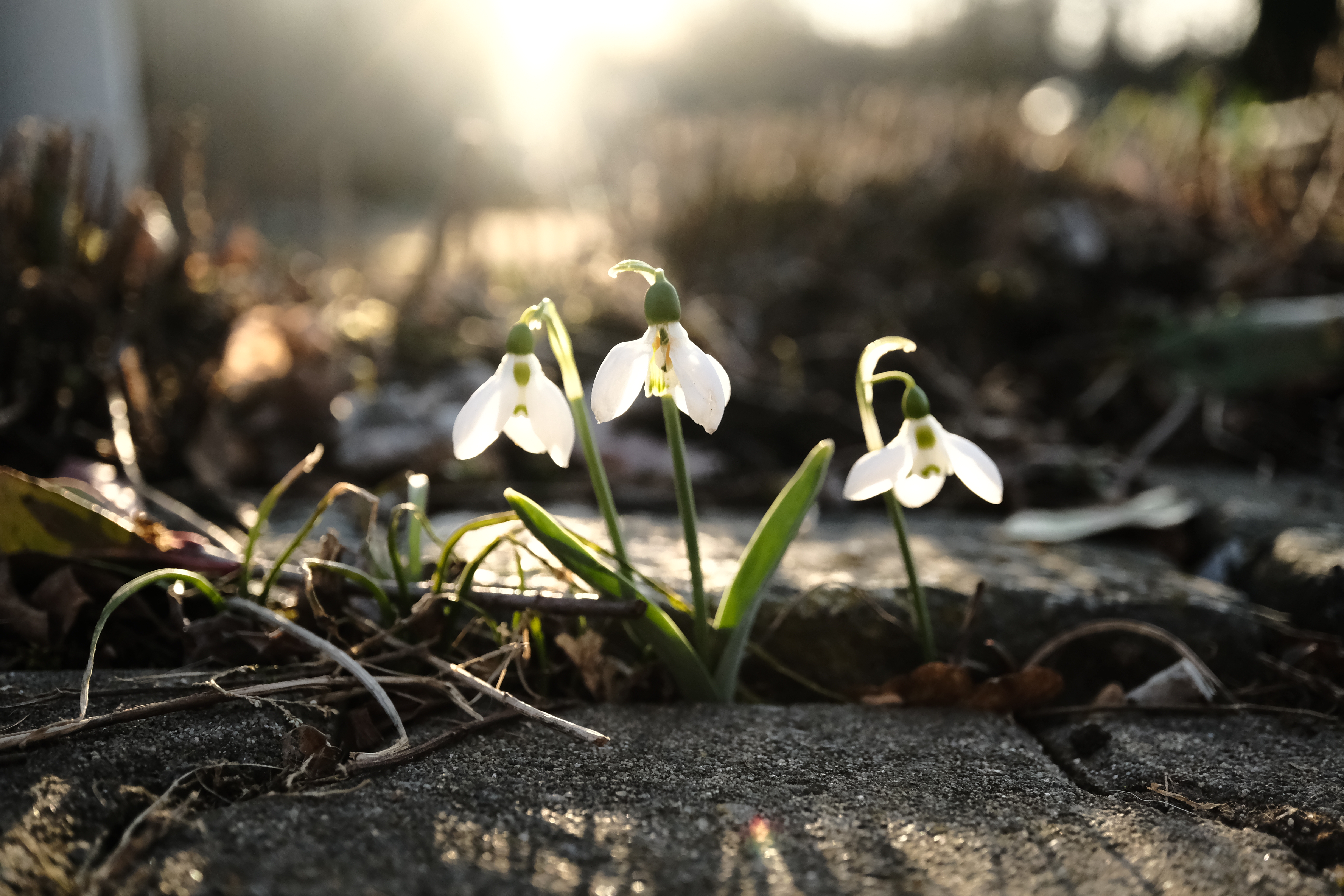 Three snowdrops
